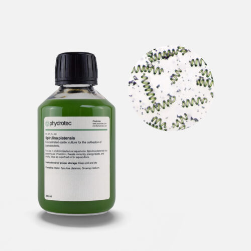 Spirulina Platensis cyanobacteria - 2oo ml
