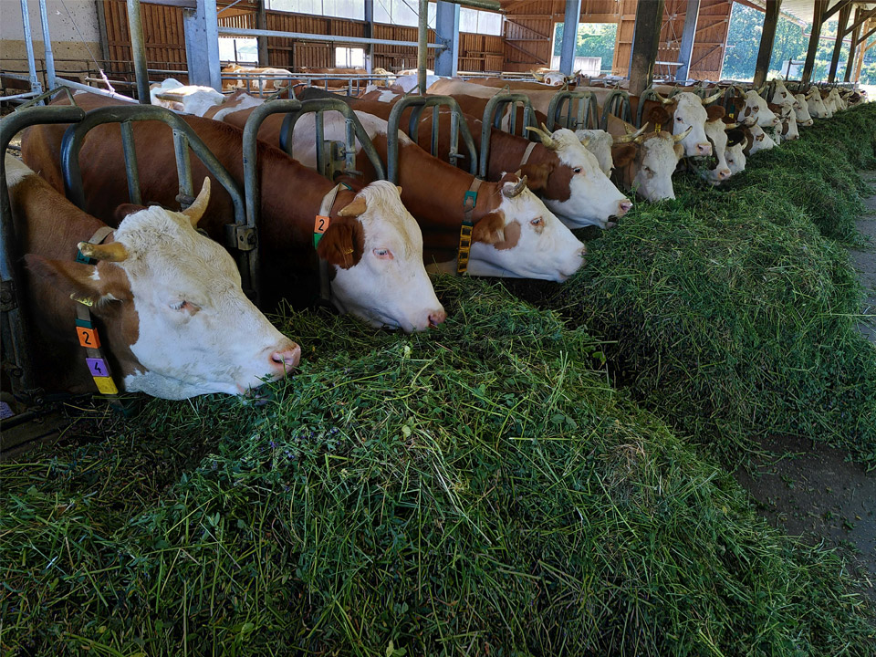 The role of algae in animal feed