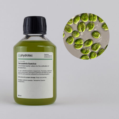 Living Tetraselmis Suecica algae culture – 100 ml
